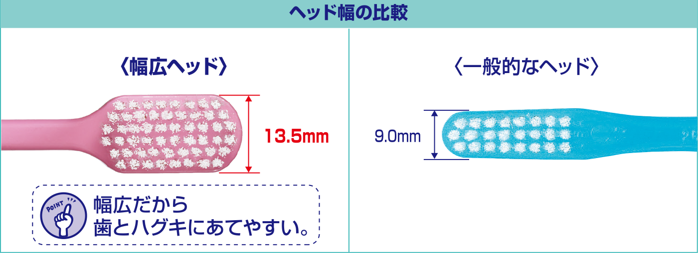 Point1 ブラッシング圧を分散し、やさしくみがける幅広ヘッド