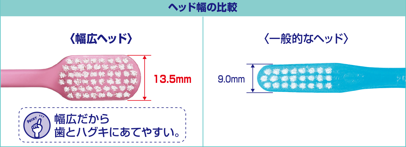 Point1 ブラッシング圧を分散し、やさしくみがける幅広ヘッド