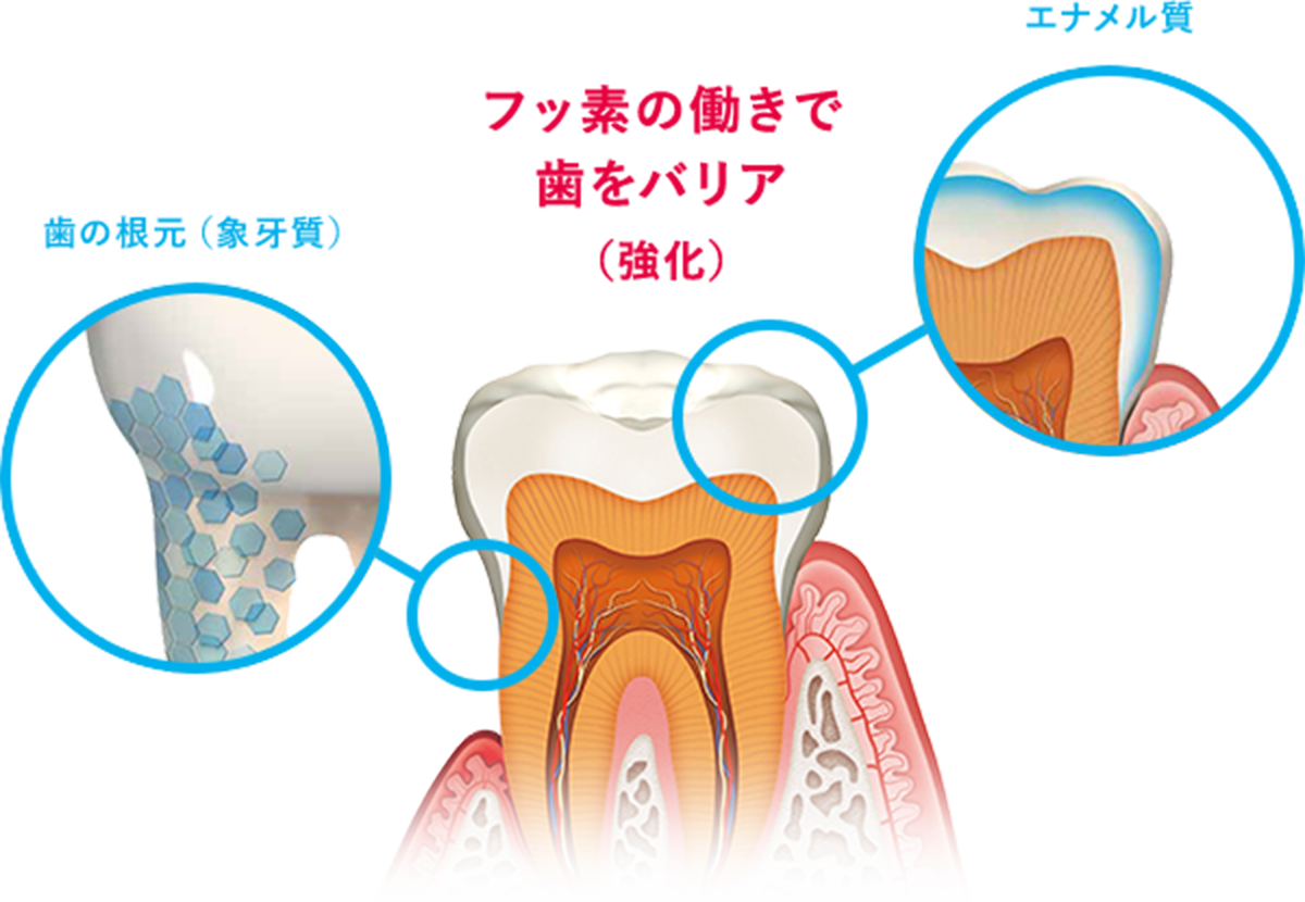 エナメル質 歯の根元（象牙質） フッ素の働きで歯をバリア（強化） （イメージ図）