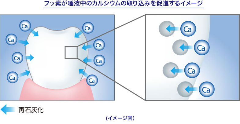 フッ素が唾液中のカルシウムの取り込みを促進するイメージ 再石灰化 （イメージ図）