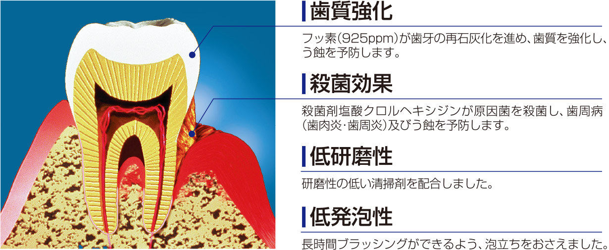 歯質強化 フッ素（925ppm）が歯牙の再石灰化を進め、歯質を強化し、う蝕を予防します。 殺菌効果 殺菌剤塩酸クロルヘキシジンが原因菌を殺菌し、歯周病（歯肉炎・歯周炎）及びう蝕を予防します。 低研磨性 研磨性の低い清掃剤を配合しました。 低発泡性 長時間ブラッシングができるよう、泡立ちをおさえました。
