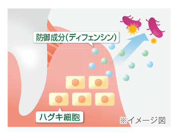 防御成分(ディフェンシン) ハグキ細胞 ※イメージ図