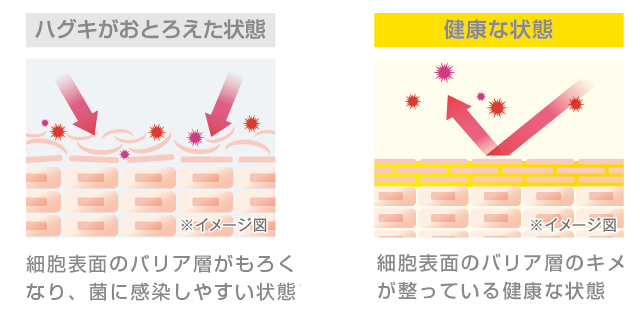 ハグキがおとろえた状態 細胞表面のバリア層がもろくなり、菌に感染しやすい状態 健康な状態 細胞表面のバリア層のキメが整っている健康な状態